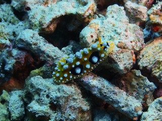 The amazing and mysterious underwater world of Indonesia, North Sulawesi, Bunaken Island, sea slug
