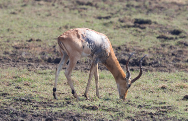 Antelope with a rare skin desease