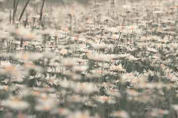 Background from beautiful white camomiles,selective focus,spring concept,toning.