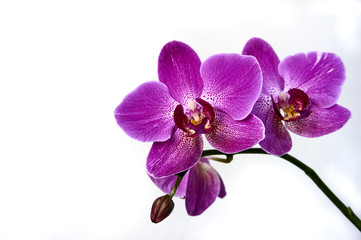 Fototapeta na wymiar Purple orchid flower phalaenopsis, phalaenopsis or falah on a white background. Purple phalaenopsis flowers on the right. known as butterfly orchids. Selective focus. There is a place for your text.