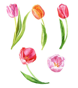 A set of watercolor painted tulips. Watercolor botanical illustration drawn by hand.