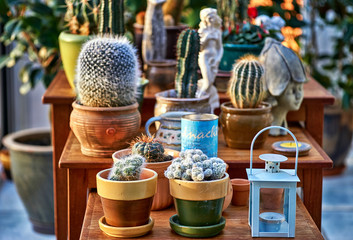 Cactus flowers decoration in an old retro room.