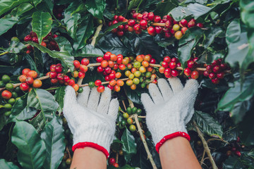 Fototapeta na wymiar Coffee tree with coffee beans on coffee plantation,How to harvest coffee beans. worker Harvest arabica coffee beans.