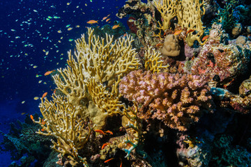 Plakat Fire corals at the Red Sea, Egypt
