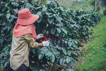 agriculture, coffee garden coffee tree with coffee beans, female workers are harvesting ripe red coffee beans.