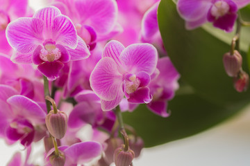 Naklejka na ściany i meble retty Blooming Purple Orchid flower - Image.