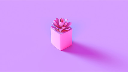 Pink Succulent in a Square Pot 3d illustration 3d render