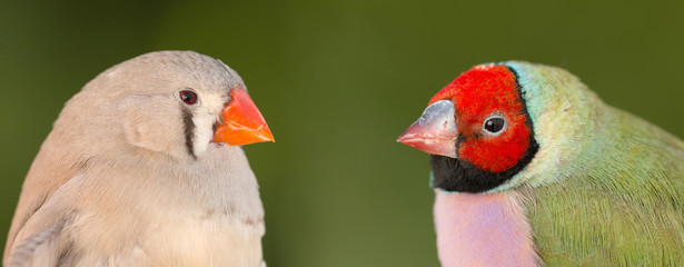 Beautiful bird with red face looking at other
