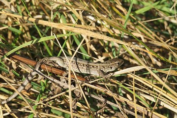 Brown european lizard on the grass in autumn garden, closeup