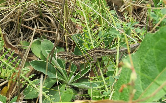Brown european lizard on grass in the garden