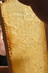honey harvest in close-up