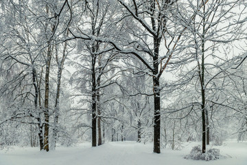 Tall trees in the park during the winter day, landscape in the forest