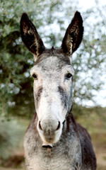 Funny portrait of a grey donkey l