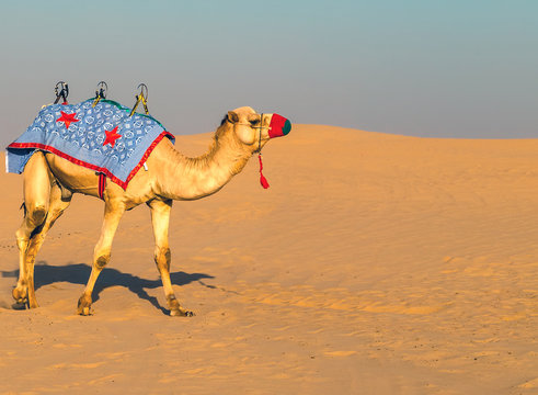 Sand desert safari trip camels sunset