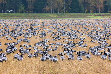 A big flock of barnacle gooses -Branta leucopsis are sitting on a field. Birds are preparing to migrate south. October 2018, Finland