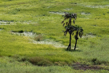 Park Narodowy Kakadu, Australia © Miroslaw