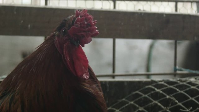 Close up of a rooster at a farm.
Camera: Blackmagic Micro Cinema Camera
Codec: ProRes HQ and converted to h.264 in Resolve.