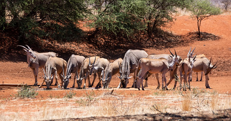 Eland Herd
