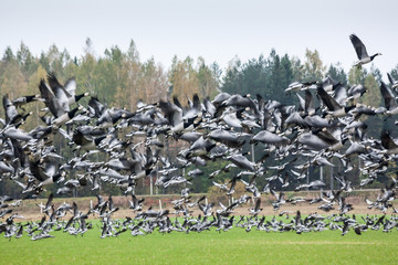 A big flock of barnacle gooses -Branta leucopsis flying above the field. Birds are preparing to...