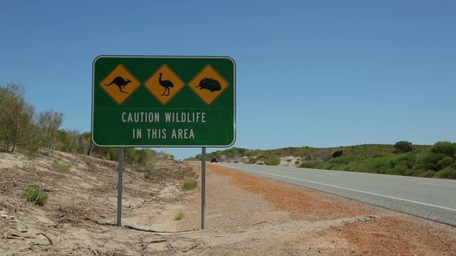Car passes wildlife traffic road sign, kangaroo, emu, echidna, WA, Australia