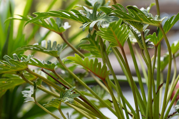 Philodendron,beautiful and unique shape green leaves  background