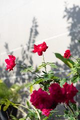 Beautiful red roses flower with  morning sun light in outdoor garden