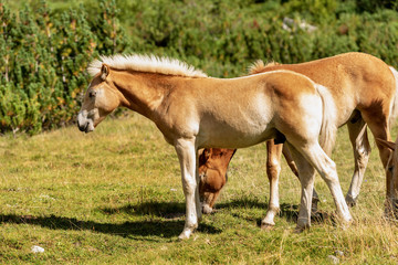 Obraz na płótnie Canvas Brown and white foal and horses in Alpine pasture