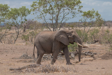 Naklejka premium Elephant in the Kruger national park, South Africa