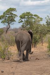 Elephant in the Kruger national park, South Africa