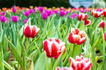 Tulip flower botanic garden green leaf