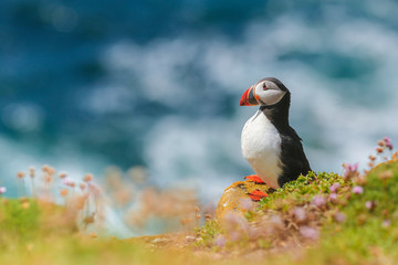 Atlantic Puffin