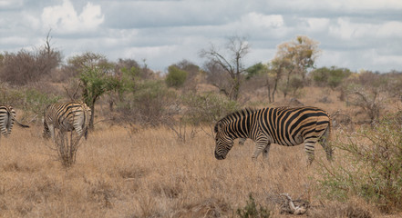 Fototapeta na wymiar Zebras in the Kruger national park, South Africa