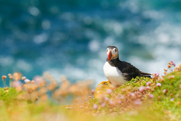 Atlantic Puffin