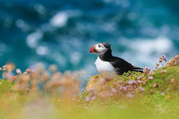 Atlantic Puffin