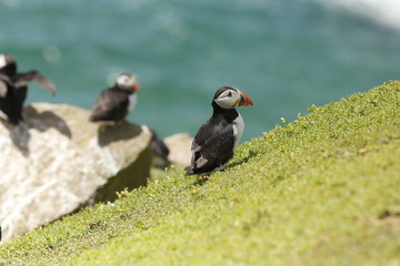 Atlantic Puffin