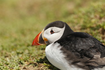 Atlantic Puffin