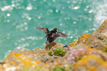 Atlantic Puffin