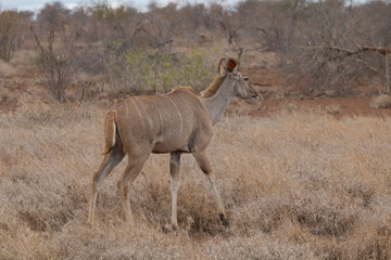 Naklejka na ściany i meble Greater Kudu in the Kruger national park, South Africa