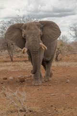 Fototapeta premium Elephant in action, South Africa