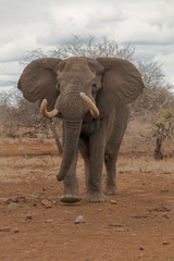 Fototapeta na wymiar Elephant in action, South Africa