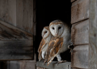 barn owls looking out