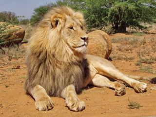 L&ouml;wen M&auml;nnchen