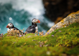 Atlantic Puffin