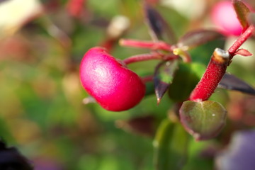 Tokyo,Japan-February 7, 2019: Fruits of Chilean Pernettya or Pernettya mucronata or Gaultheria mucronata or prickly heath