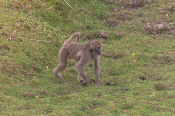 Chacma Baboon in the Kruger national park, South Africa
