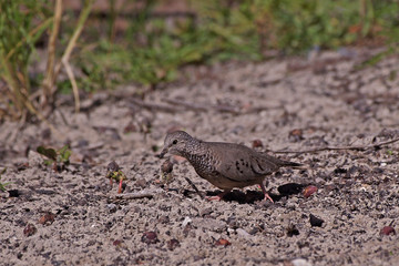 Colombe à queue noire