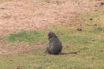 Chacma Baboon in the Kruger national park, South Africa