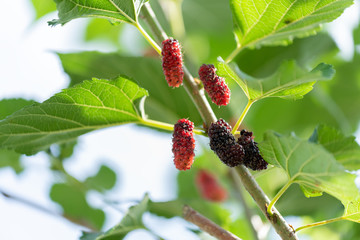 Fresh red and black Mulberries fruit on tree in garden