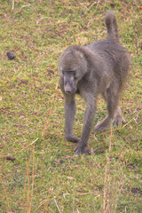 Chacma Baboon in the Kruger national park, South Africa