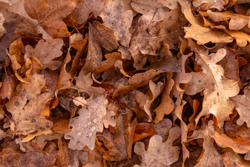 wet autumn leaves